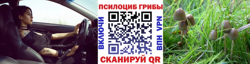 Купить  Новомичуринск  Галлюциногенные грибы прущие грибы 